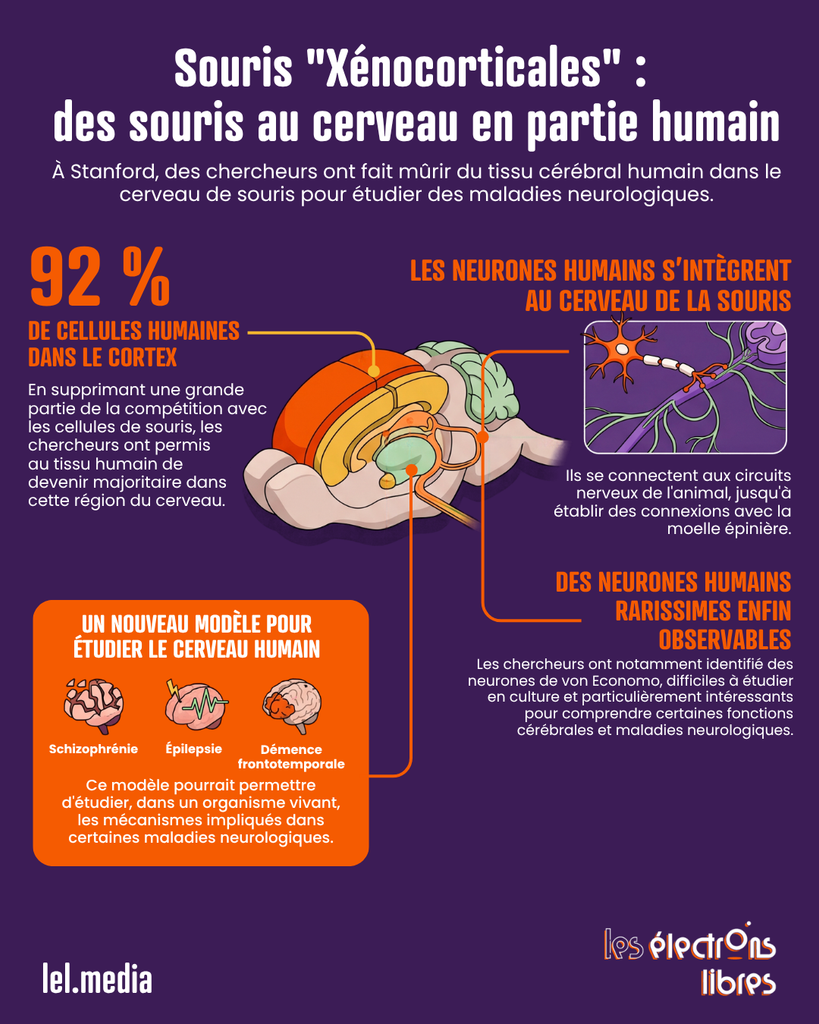 Infographie expliquant les recherches de Stanford sur les souris xénocorticales au cerveau partiellement humain.
